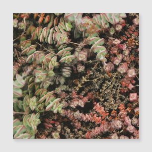 Crassula perforata