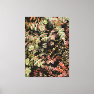 Crassula perforata canvas print