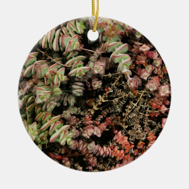 Crassula perforata ceramic ornament (Front)