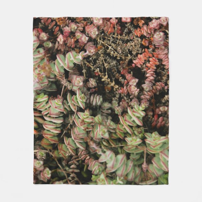 Crassula perforata fleece blanket (Front)