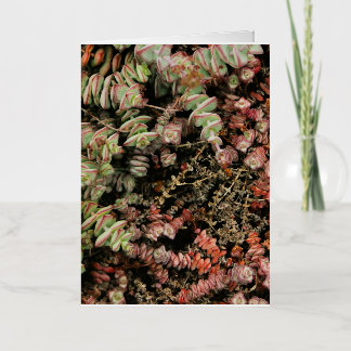 Crassula perforata foil greeting card