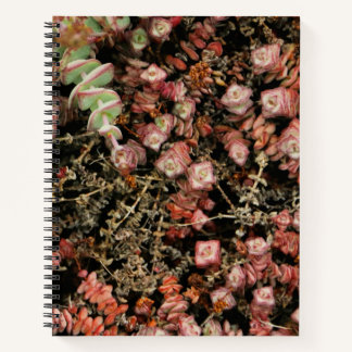 Crassula perforata notebook