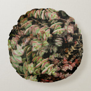 Crassula perforata round pillow