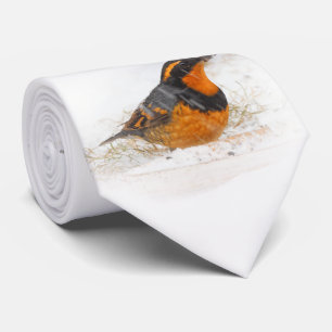 Cravate Beautiful Varied Thrush Songbird in the Snow