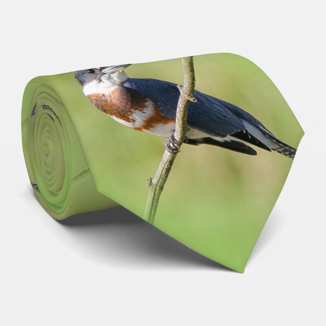 Cravate Femme Belted Kingfisher dehors sur un membre (Roulé)