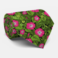 Gloire du matin en rose et vert