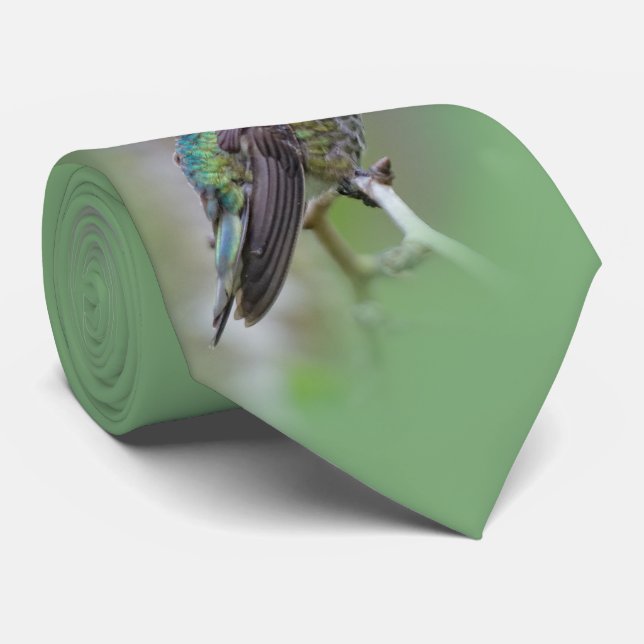 Cravate Merveilleux colibri d'Anna masculine sur le prunie (Roulé)