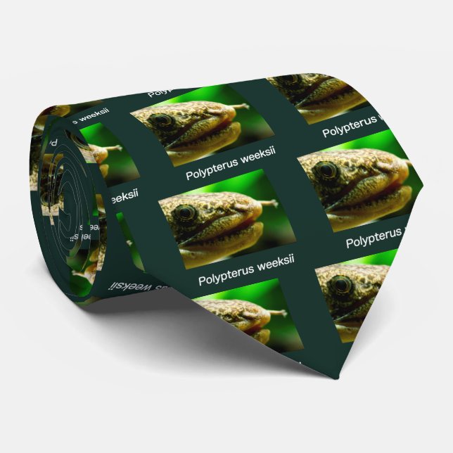 Cravate Polypterus weeksii (Roulé)