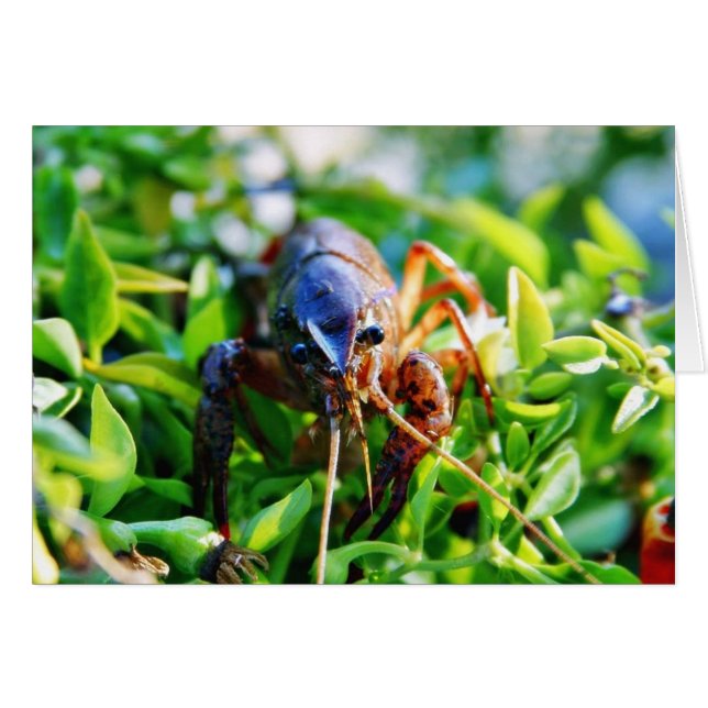 Crawfish Crawdads Épis (Devant horizontal)