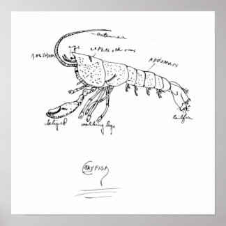 crayfish anatomy class 1925 poster