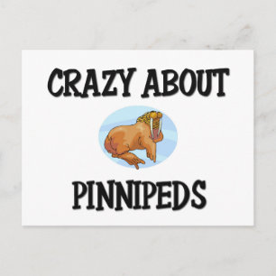 Crazy About Pinnipeds Postcard
