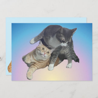 Crazy Cats - Taz and Tito Bandito