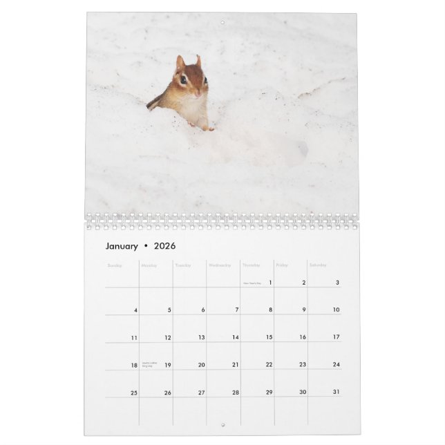 Crazy Cute Chipmunks 2011 Calendar (Jan 2026)