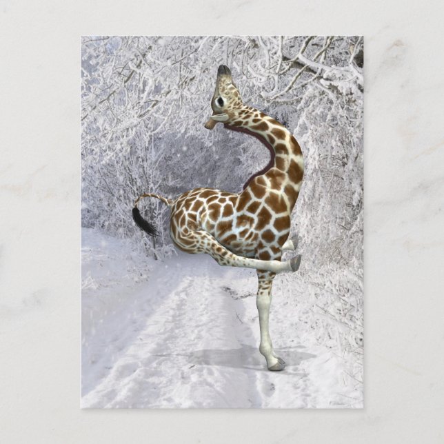 Crazy Giraffe Playing In Snow Postcard (Front)
