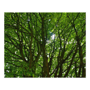 Crazy Green Tree Photo Print