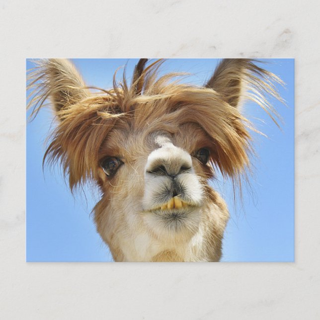 Crazy Hair Alpaca Postcard (Front)