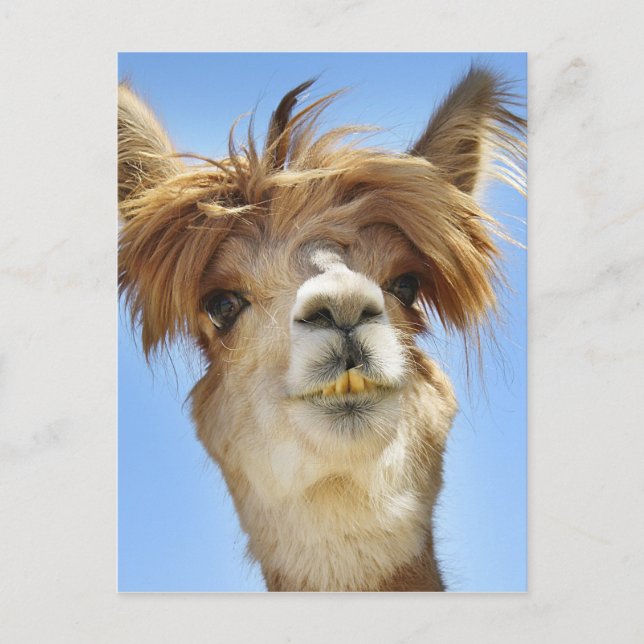 Crazy Hair Alpaca Postcard (Front)
