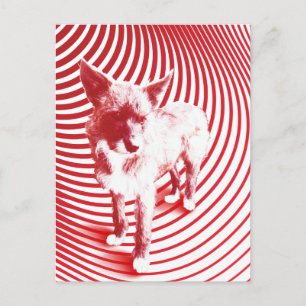 crazy hazie postcard