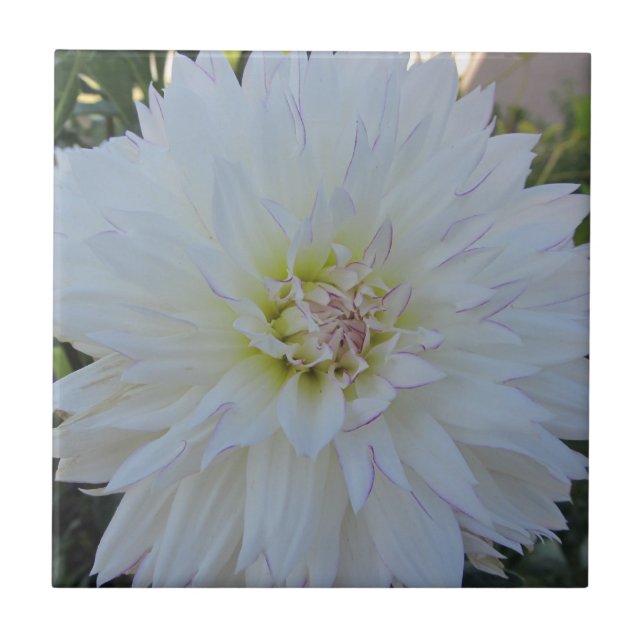 "Crazy Love" Dahlia Tile (Front)