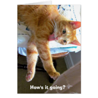 Crazy orange cat card