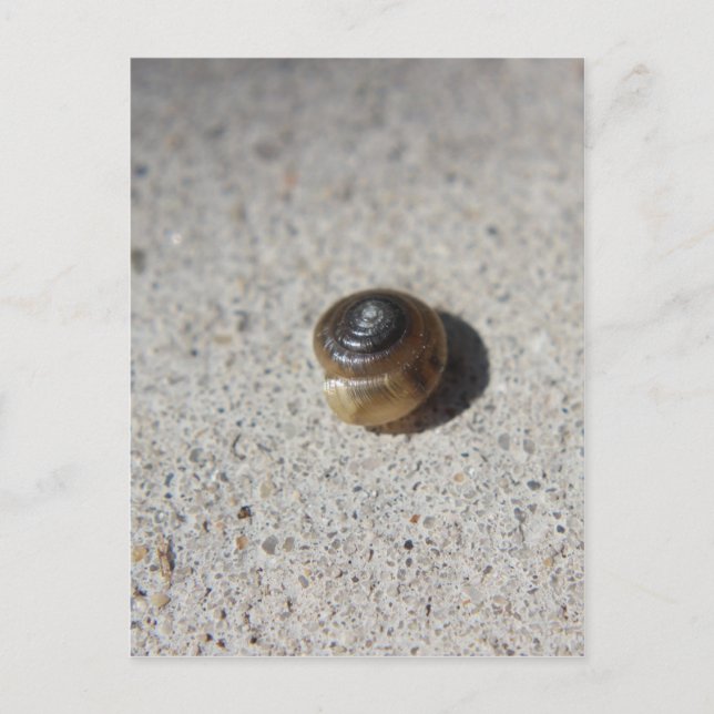 Crazy Snail Postcard (Front)