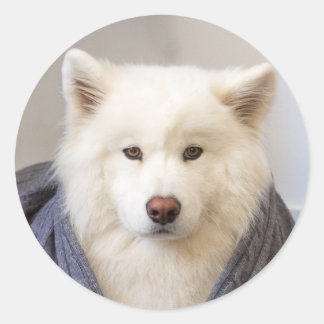 CRB - Cozy Bear Classic Round Sticker