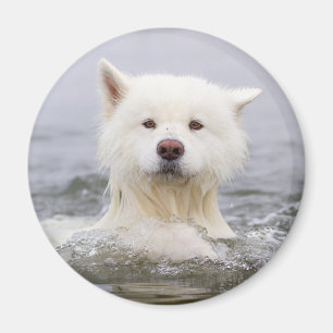 CRB Magnet - Polar Bear