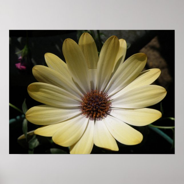 Cream African Rain Daisy Poster (Front)