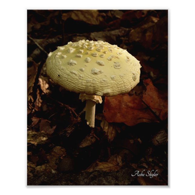 Cream Bowtie Photo Print (Front)