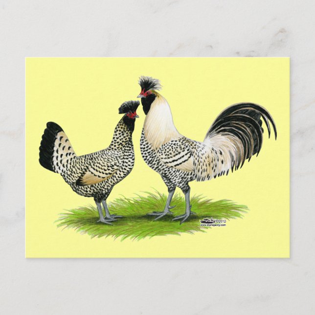 Cream Brabanter Chickens Postcard (Front)