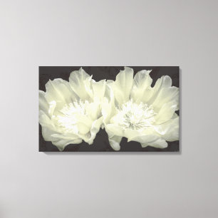 Cream Cactus Flowers Canvas Print