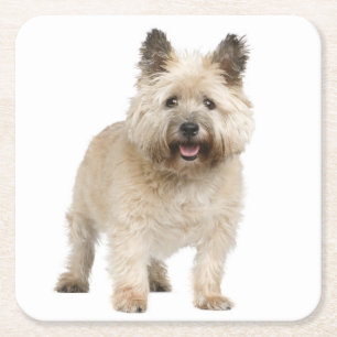 Cream Cairn Terrier Puppy Dog Love Square Paper Coaster