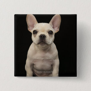 Cream coloured French Bulldog puppy 2 Inch Square Button