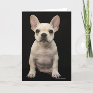 Cream coloured French Bulldog puppy Card