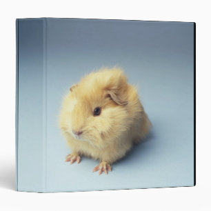 Cream coloured Guinea pig Binder