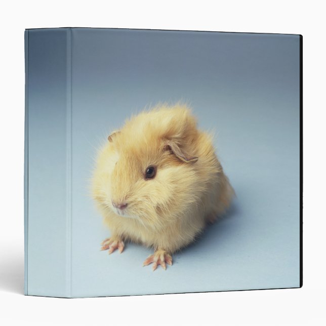 Cream coloured Guinea pig Binder (Front/Spine)