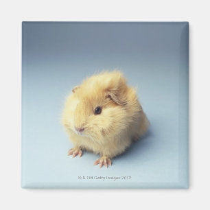 Cream coloured Guinea pig Magnet