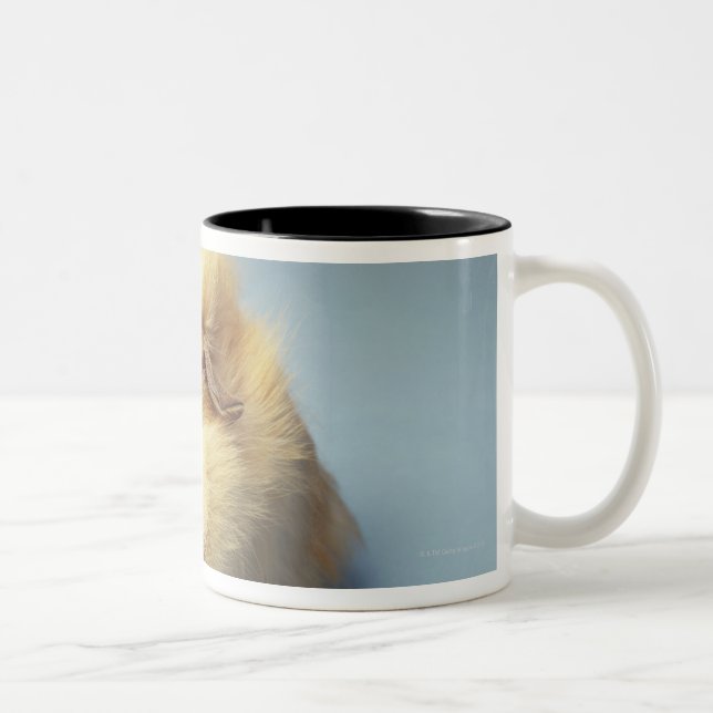 Cream coloured Guinea pig Two-Tone Coffee Mug (Right)