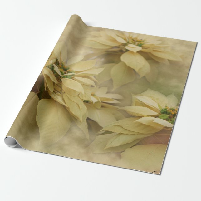 Cream Coloured Poinsettias Digital Art Wrapping Paper (Unrolled)