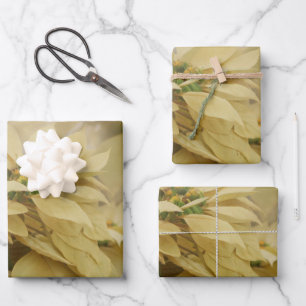 Cream Coloured Poinsettias Digital Art Wrapping Paper Sheet