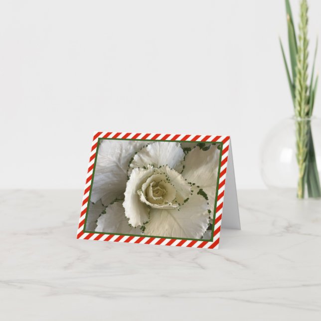 Cream & Green Ornamental Cabbage w/ Red Stripes Card (Front)