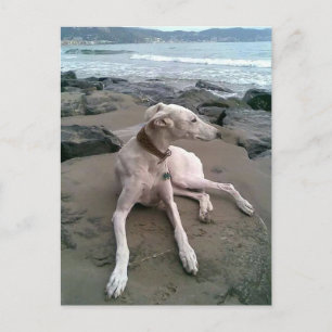 Cream Greyhound Puppy Dog Blank notecard Postcard