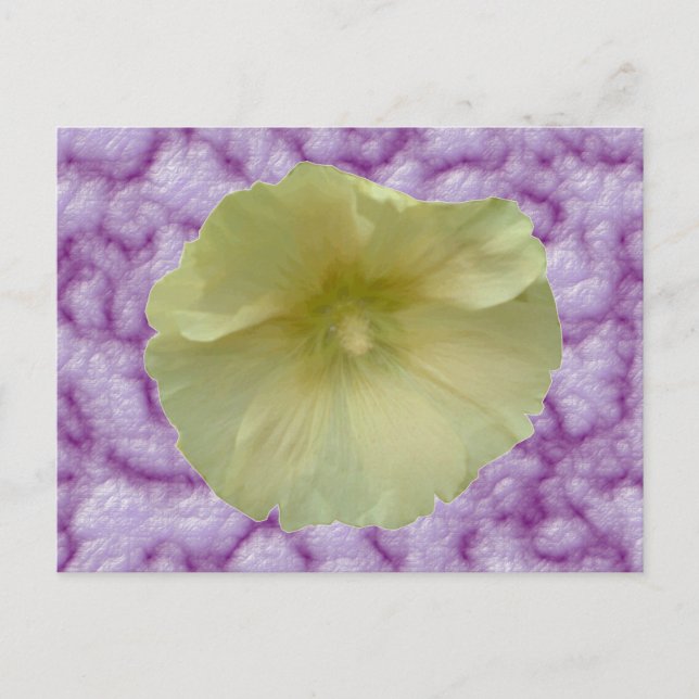 Cream Hollyhock Postcard (Front)