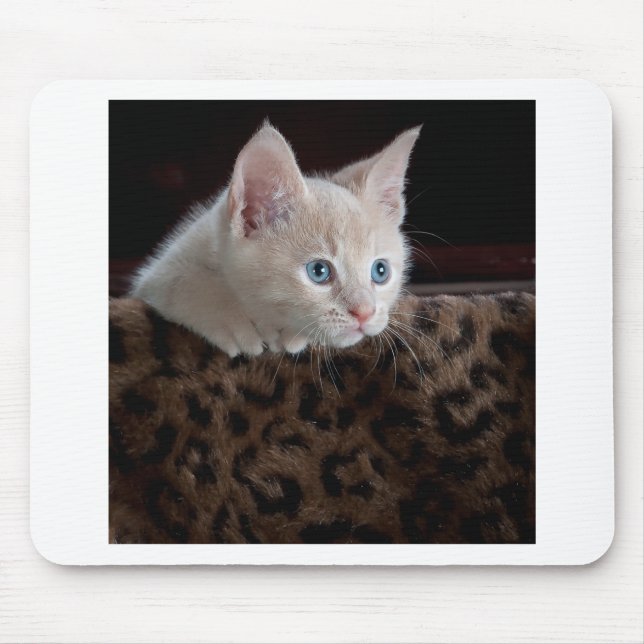Cream Kitten with Beautiful Blue Eyes Mouse Pad (Front)