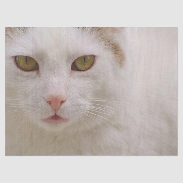 cream kitty tissue paper (Front)