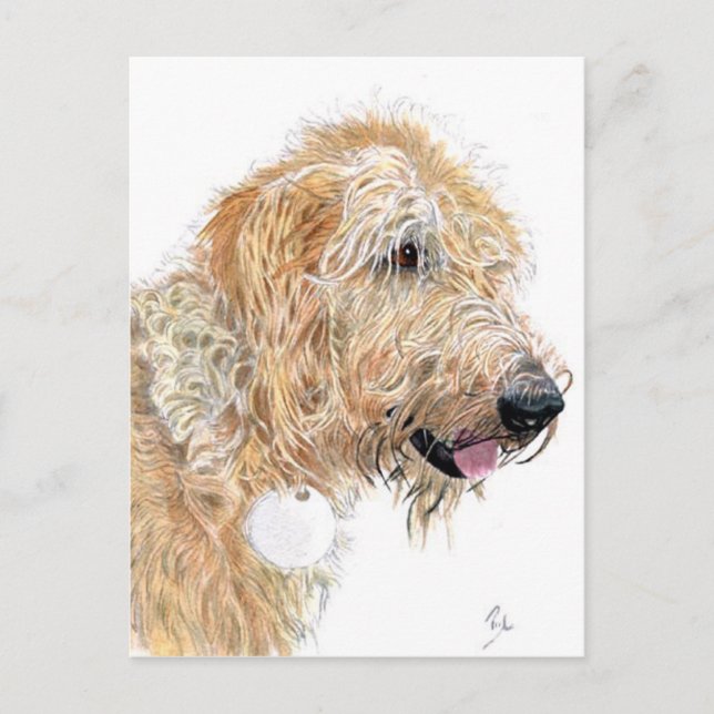 Cream Labradoodle Postcards (Front)