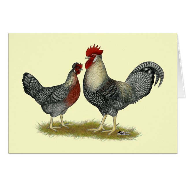 Cream Legbar Chickens (Front Horizontal)