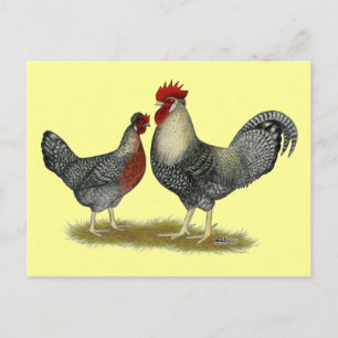 Cream Legbar Chickens Postcard