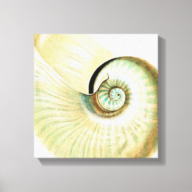 Cream Mint Beach Sea Shell Canvas Print (Front)