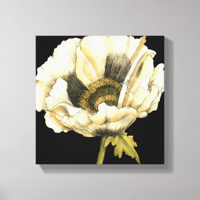 Cream Poppy Flower on Black Background Canvas Print (Front)